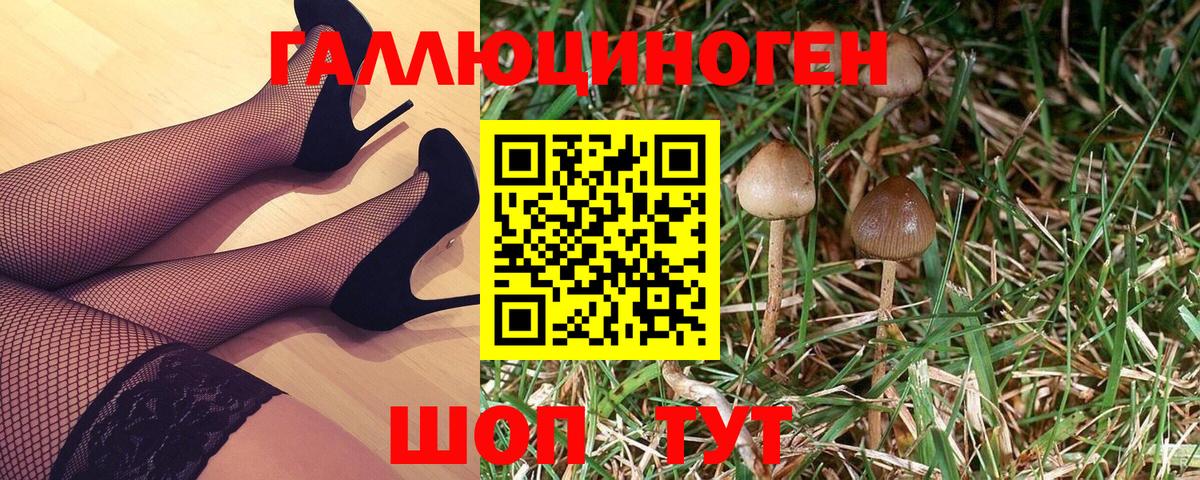Псилоцибиновые грибы Psilocybe Ачхой-Мартан